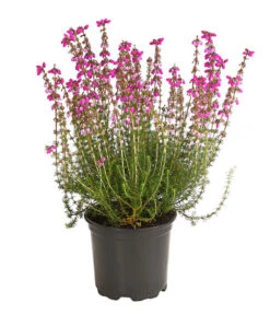 Graue Glockenheide, Verschiedene Farben 16 Graue Glockenheide, Verschiedene Farben -Ecopots Garten Geschaft 7172521 WE FS 003 EricaCinereaGrauheideT10Herzig