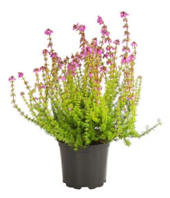 Graue Glockenheide, Verschiedene Farben 17 Graue Glockenheide, Verschiedene Farben -Ecopots Garten Geschaft 7172521 WE FS 004 EricaCinereaGrauheideT10Herzig