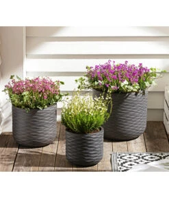 Graue Glockenheide, Verschiedene Farben 19 Graue Glockenheide, Verschiedene Farben -Ecopots Garten Geschaft 7172521 WE MO 002 EricaCinereaGrauheide