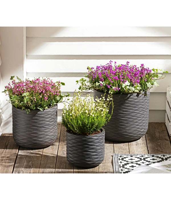 Graue Glockenheide, Verschiedene Farben 9 Graue Glockenheide, Verschiedene Farben – Bild 7