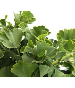 Ginkgobaum - Fächerblattbaum 'Marijke' 6 Ginkgobaum - Fächerblattbaum 'Marijke' -Ecopots Garten Geschaft 7196082 PR DE 001 GinkgoMarijkeSchaleDehnerExpressHerzig