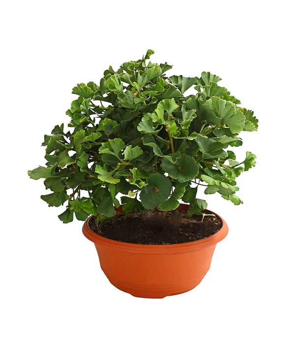 Ginkgobaum - Fächerblattbaum 'Marijke' 3 Ginkgobaum - Fächerblattbaum 'Marijke'