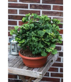 Ginkgobaum - Fächerblattbaum 'Marijke' 7 Ginkgobaum - Fächerblattbaum 'Marijke' -Ecopots Garten Geschaft 7196082 PR MO 001 GinkgoBilobaMarijke