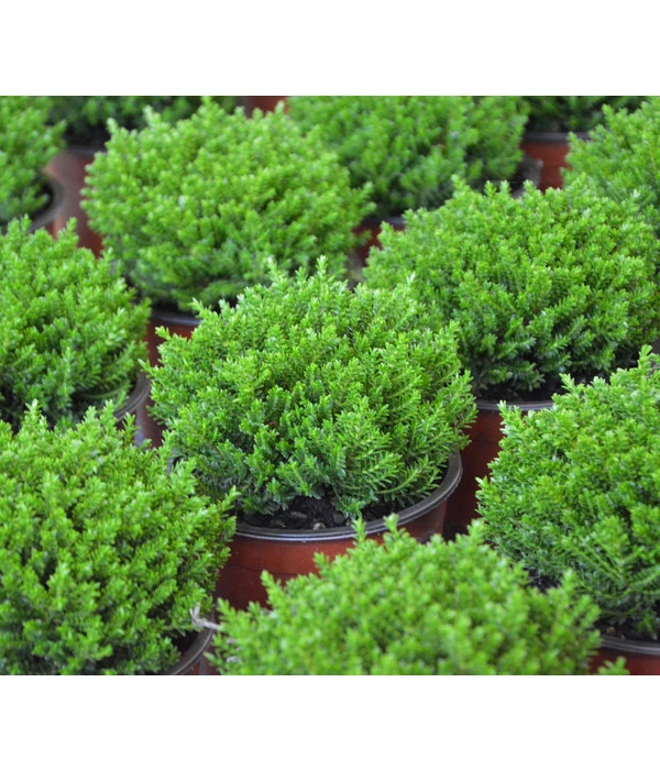 Strauchveronika 'Green Globe' 6 Strauchveronika 'Green Globe' – Bild 4