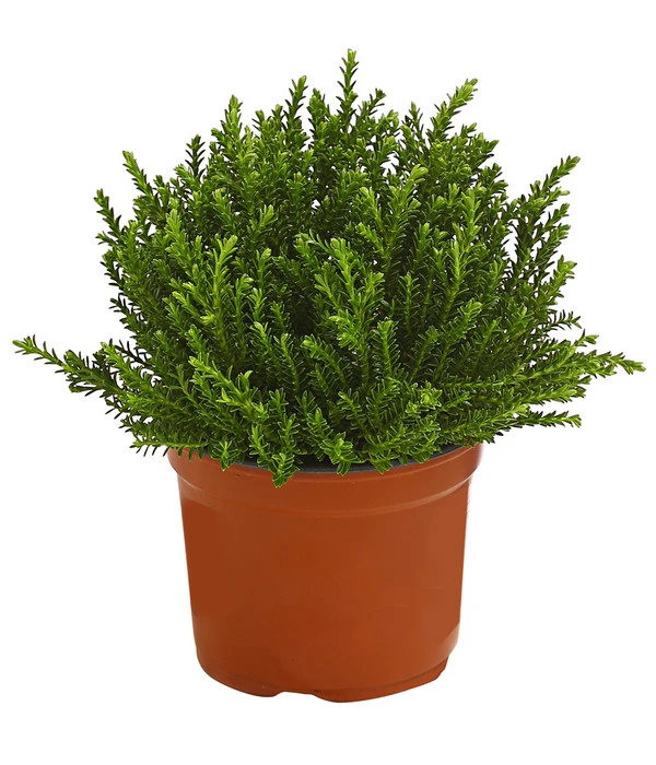 Strauchveronika 'Green Globe' 3 Strauchveronika 'Green Globe'