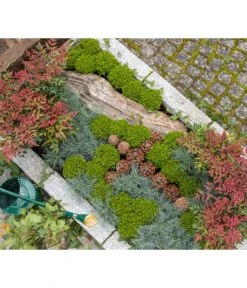 Strauchveronika 'Green Globe' 9 Strauchveronika 'Green Globe' -Ecopots Garten Geschaft 7206394 7206352 WE MO 001 StrauchveronikaHebe GC15 2022