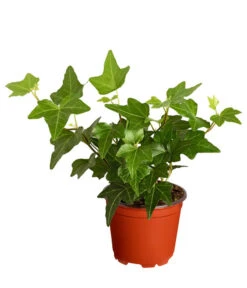 Efeu, Verschiedene Sorten -Ecopots Garten Geschaft 7211261 PR FS 003 HederaT9DehnerExpressZS