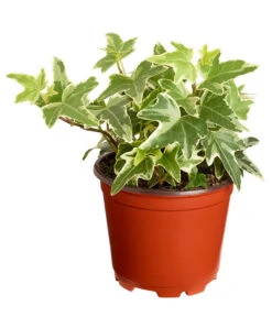 Efeu, Verschiedene Sorten -Ecopots Garten Geschaft 7211261 PR FS 004 HederaT9DehnerExpressZS