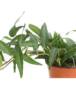 Efeu, Verschiedene Sorten -Ecopots Garten Geschaft 7211261 WE DE 001 HederaMixDehnerExpressHerzig