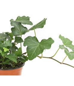 Efeu, Verschiedene Sorten -Ecopots Garten Geschaft 7211261 WE DE 002 HederaMixDehnerExpressHerzig