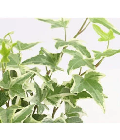 Efeu, Verschiedene Sorten -Ecopots Garten Geschaft 7211261 WE DE 004 HederaMixDehnerExpressHerzig