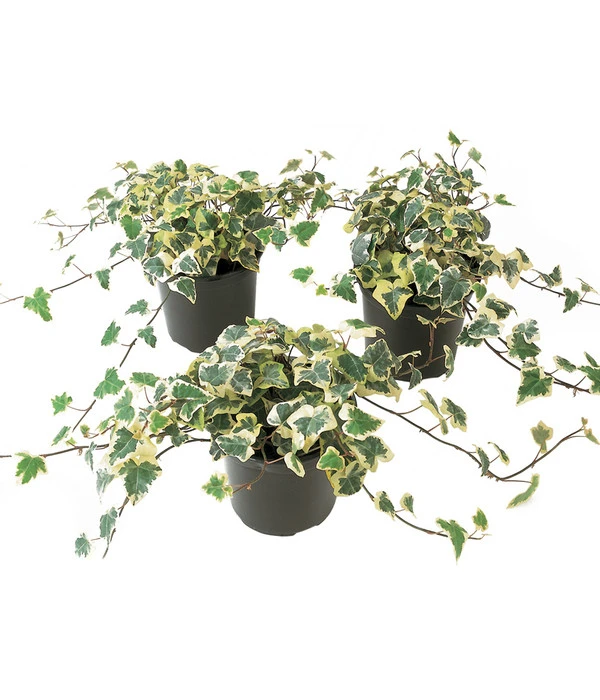 Efeu, Gelbbunt 3 Efeu, Gelbbunt