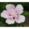 Hibiskus 'China Chiffon®' - Garten-Eibisch -Ecopots Garten Geschaft 7212053 PR DE 001 HibiscusHibiskusChinaChiffonPixabay
