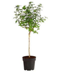 Hibiskus 'Duc De Brabant' - Garten-Eibisch -Ecopots Garten Geschaft 7218118 WE FS 001 HibiscusSyriacusDucDeBrabantStammHibiskus3LDehnerExpressHerzig