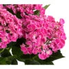 Garten-Hortensie 'Curly Wurly' -Ecopots Garten Geschaft 7221310 PR DE 001 HydrangeaHortensieCurlyWurlyRosa5LDehnerExpressHerzig