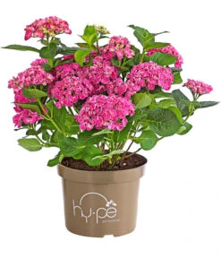 Garten-Hortensie 'Curly Wurly' 7 Garten-Hortensie 'Curly Wurly' -Ecopots Garten Geschaft 7221310 PR FS 001 HydrangeaHortensieCurlyWurlyRosa5LDehnerExpressHerzigRet