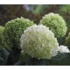 Schneeball-Hortensie 'Strong Annabelle®' 1 Schneeball-Hortensie 'Strong Annabelle®' -Ecopots Garten Geschaft 7224090 PR FS 001 BallHortensieHydStrongAnnabelle