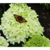 Rispen-Hortensie 'Limelight®' -Ecopots Garten Geschaft 7224322 HydrangeaPaniculataClasen