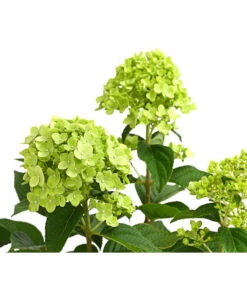 Rispen-Hortensie 'Limelight®' 15 Rispen-Hortensie 'Limelight®' -Ecopots Garten Geschaft 7224322 WE DE 001 HydrangeaRispenhortensieLimelight3LDehnerExpressHerzig