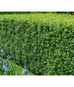 Ecopots Garten Geschaft -Ecopots Garten Geschaft 7266174 WE MO 001 Liguster