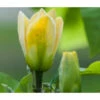 Duft-Magnolie 'Yellow Bird' -Ecopots Garten Geschaft 7275860 PR DE 001 MagnoliaYellowBirdLucknerRet