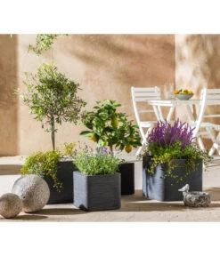 Lavendel 'Royal Blue' -Ecopots Garten Geschaft 7296874 WE MO 001 MediterranOliveZitroneFeige