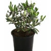 Olive, Busch 2 Olive, Busch -Ecopots Garten Geschaft 7296908 WE FS 001 OliveEuropeaT15
