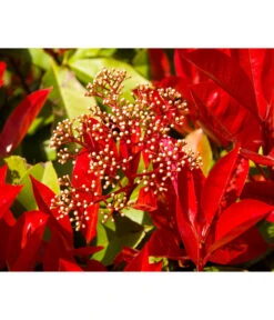 Purpur-Glanzmispel 'Glanzkopf' -Ecopots Garten Geschaft 7305345 WE MO 003 PhotiniaGlanzmispelGlanzkopf Pixabay