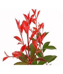 Purpur-Glanzmispel 'Glanzkopf' -Ecopots Garten Geschaft 7306111 WE DE 001 PhotiniaGlanzmispelGlanzkopf5LDehnerExpressHerzig