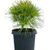 Dehner Weymouths-Kiefer 'Blue Shag' -Ecopots Garten Geschaft 7340052 WE FS 001 PinusStrobusBlueShagWeymouthsKiefer3L