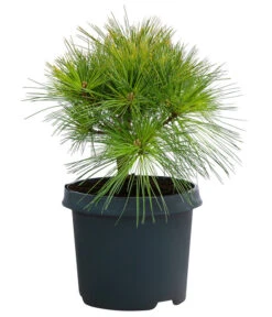 Dehner Weymouths-Kiefer 'Blue Shag'