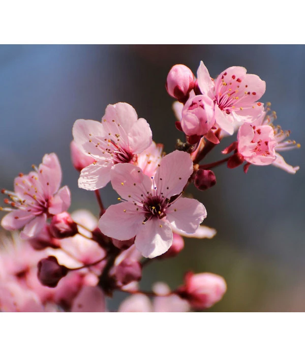 Blut-Pflaume 'Nigra' 3 Blut-Pflaume 'Nigra'