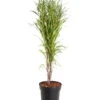 Säulen-Faulbaum - Farnblättriges Pulverholz 'Fine Line'® -Ecopots Garten Geschaft 7387228 WE FS 001 RhamnusAlnusFineLineDehnerExpressZS