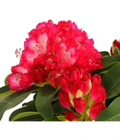 Ecopots Garten Geschaft -Ecopots Garten Geschaft 7406960 PR DE 001 RhododendronMegaDehnerExpressHerzigRet