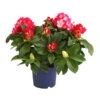 Rhododendron 'Super Mega' -Ecopots Garten Geschaft 7406960 PR FS 001 RhododendronMegaDehnerExpressHerzig