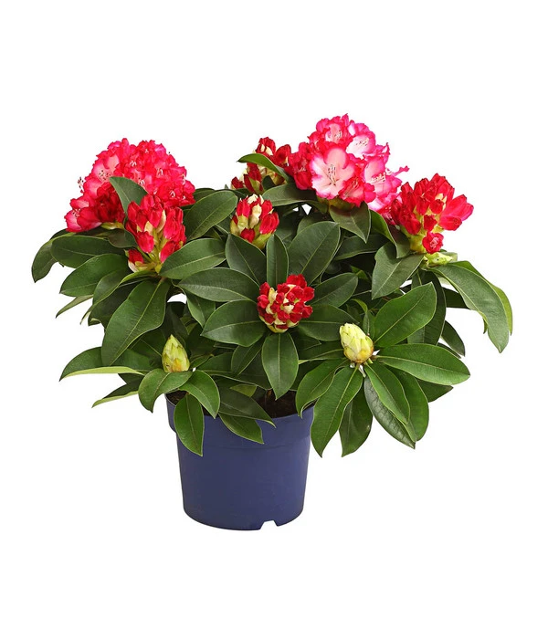 Rhododendron 'Super Mega' 3 Rhododendron 'Super Mega'