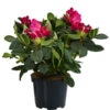 Rhododendron, 10 L 1 Rhododendron, 10 L -Ecopots Garten Geschaft 7431885 WE FS 001 RhododendronRosa10L