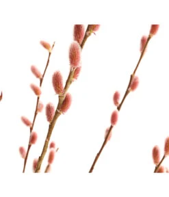 Rotkätzchenweide, Stämmchen -Ecopots Garten Geschaft 7461825 WE DE 001 SalixHaengekaetzchenRotkaetzchenStamm2LDehnerExpressHerzig