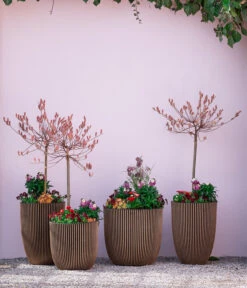 Rotkätzchenweide, Stämmchen -Ecopots Garten Geschaft 7461833 7461825 WE MO 001 RotkaetzchenStaemmchen