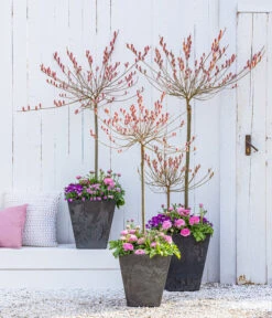 Rotkätzchenweide, Stämmchen -Ecopots Garten Geschaft 7461833 WE MO 001 RotkaetzchenWEideStaemmchen