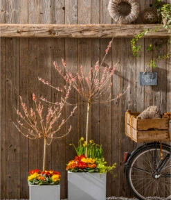 Rotkätzchenweide, Stämmchen -Ecopots Garten Geschaft 7461833 WE MO 002 SalixRotkaetchenGC022021