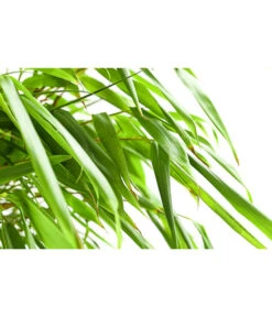 Schirmbambus 'Formidable' -Ecopots Garten Geschaft 7471840 PR DE 001 FargesiaRufaSchirmbambus5LDehnerExpressHerzig