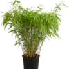 Schirmbambus 'Formidable' -Ecopots Garten Geschaft 7471840 WE FS 001 FargesiaRufaSchirmbambus5L