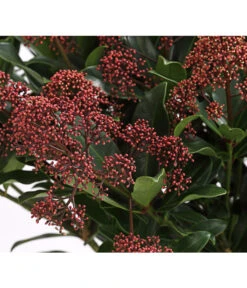 Blütenskimmie 'Rubesta Optima' 7 Blütenskimmie 'Rubesta Optima' -Ecopots Garten Geschaft 7472301 WE DE 001 SkimmiaSkimmieJaponicaRubestaOptima10LDehnerExpressHerzig