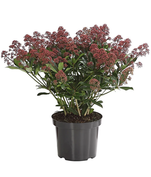 Blütenskimmie 'Rubesta Optima' 3 Blütenskimmie 'Rubesta Optima'