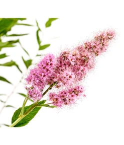 Kolbenspiere 'Triumphans' -Ecopots Garten Geschaft 7483472 WE DE 001 SpiraeaTriumphansKolbenspiere5LDehnerExpressHerzig