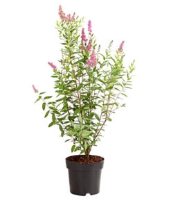 Ecopots Garten Geschaft -Ecopots Garten Geschaft 7483472 WE FS 001 SpiraeaTriumphansKolbenspiere5LDehnerExpressHerzig