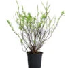 Strauch-Spiere 'Snowmound' 1 Strauch-Spiere 'Snowmound' -Ecopots Garten Geschaft 7485352 WE FS 001 SpiraeaNipponicaSnowmoundSommerspiere6 5L