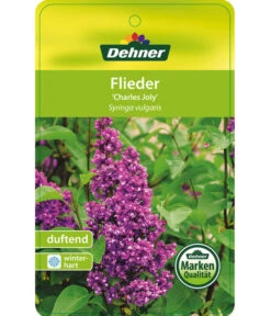 Flieder 'Charles Joly' -Ecopots Garten Geschaft 7492671 FliederCharlesJoy Etikett 1
