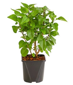 Ecopots Garten Geschaft -Ecopots Garten Geschaft 7492689 WE FS 001 FliederSyringaCharlesJolyStrauch2LiterDehnerExpressHerzig